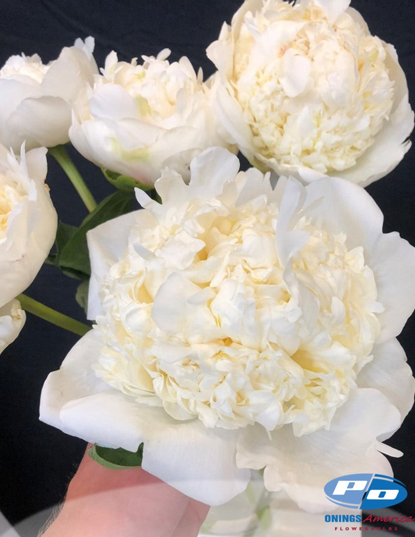 20 Peony Roots Bridal Shower 5/8+ eyes