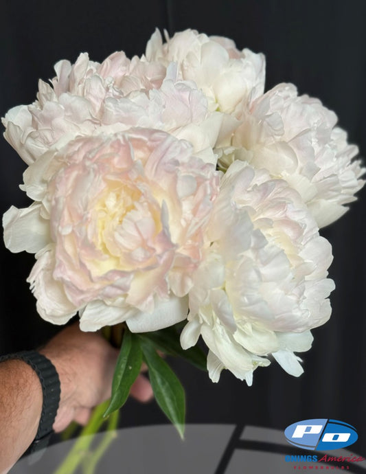Peony: 20 Mothers Choice 5/8 eyes