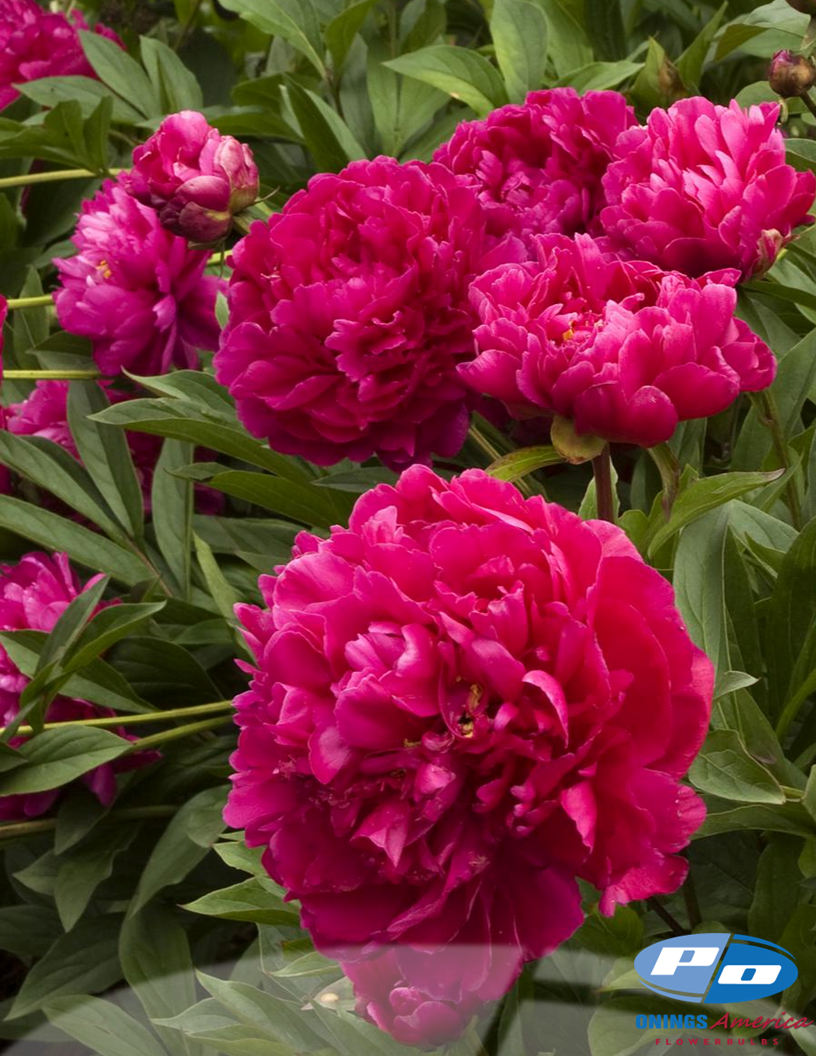 Peony: 20 Karl Rosenfeld 5/8 eyes (Shipping March 2026)