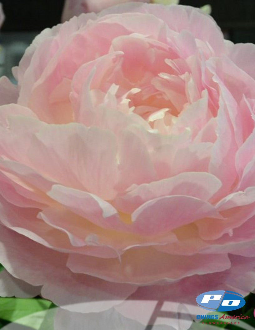 Peony: 20 Nancy Nora 5/8 eyes