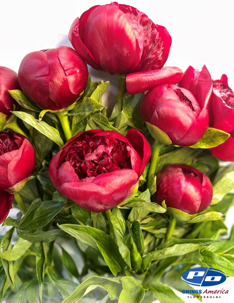 Peony: 20 Red Charm 5/8 eyes