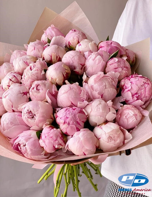 Peony: 20 Sarah Bernhardt 5/8 eyes