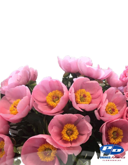 Peony: 20 Soft Salmon Saucer 5/8 eyes