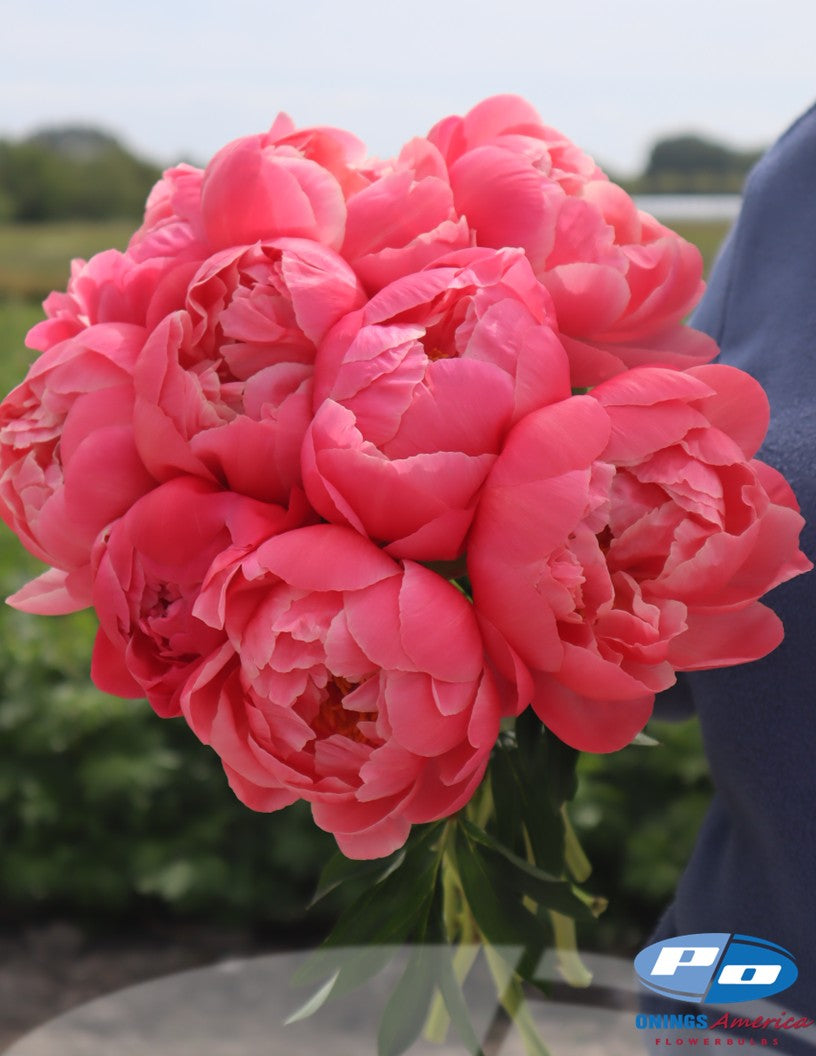 Peony: 20 Coral Charm 5/8 eyes