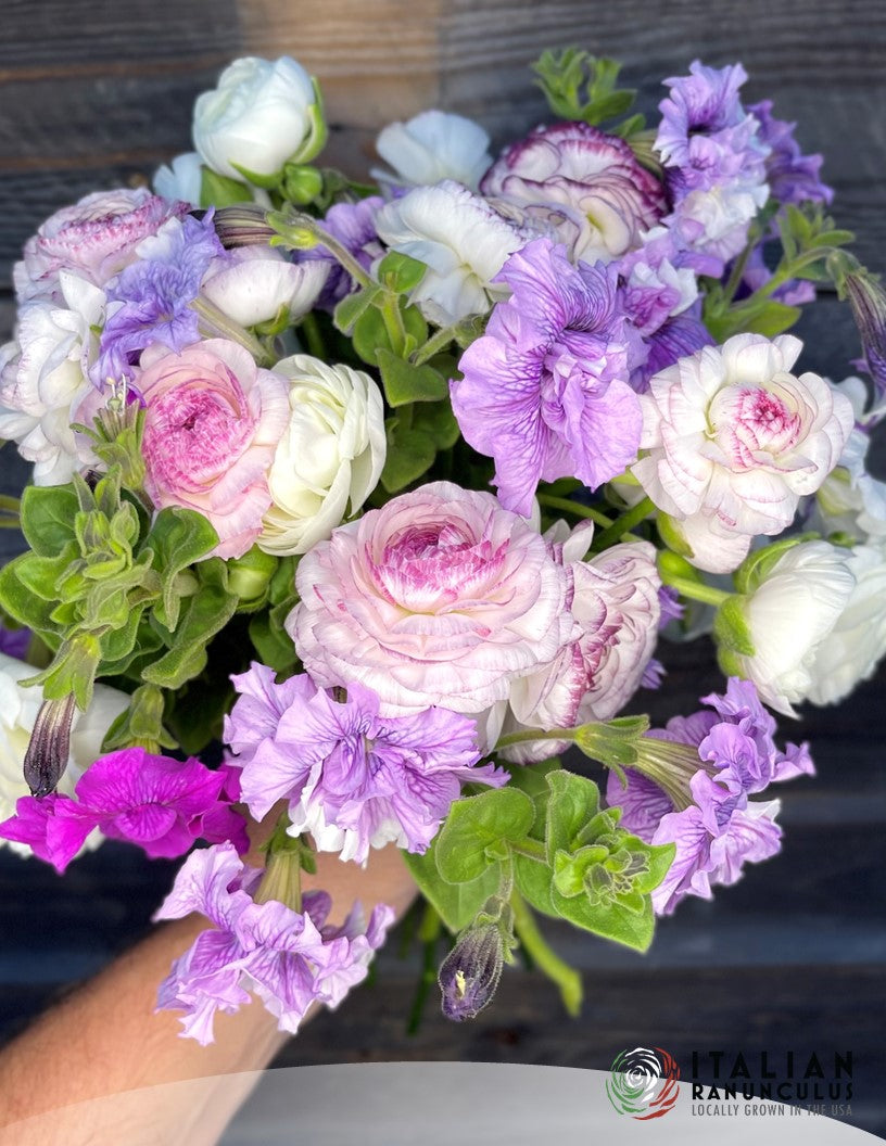 Italian Petunia Grandiflora (cut flower) White, Pink, Light Pink and Orchid blush mix.