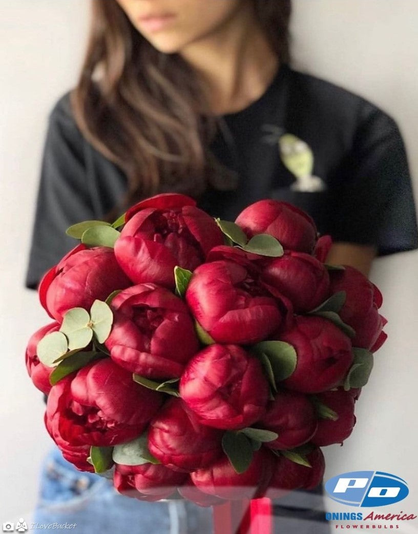 Peony: 20 Red Charm 5/8 eyes