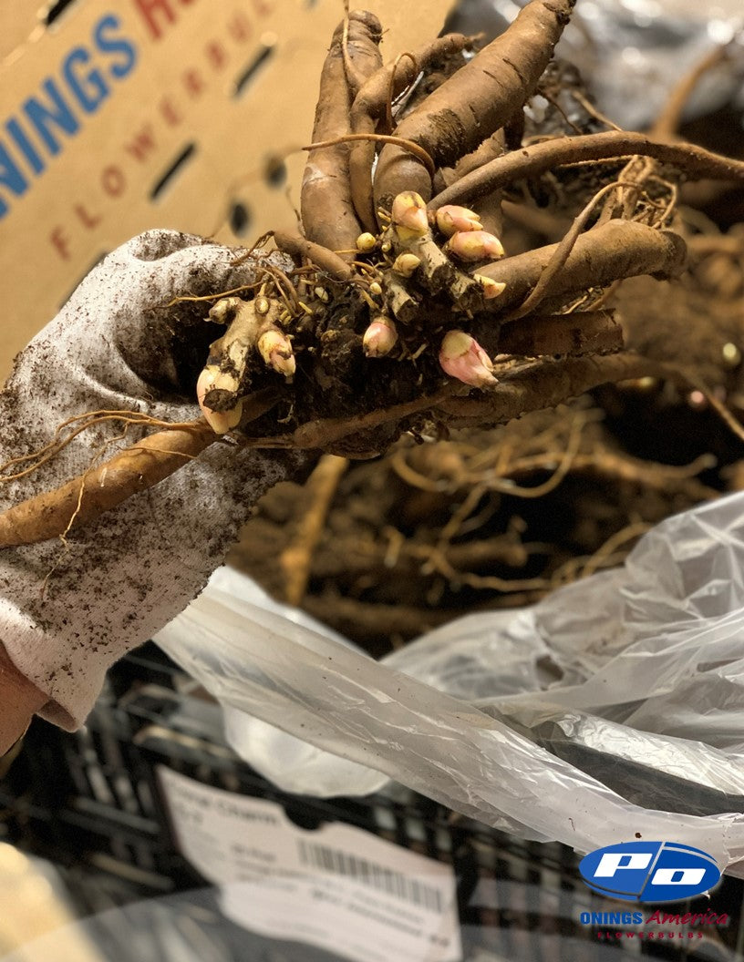 20 Peony Roots Duchesse du Nemours 5/8+ eyes