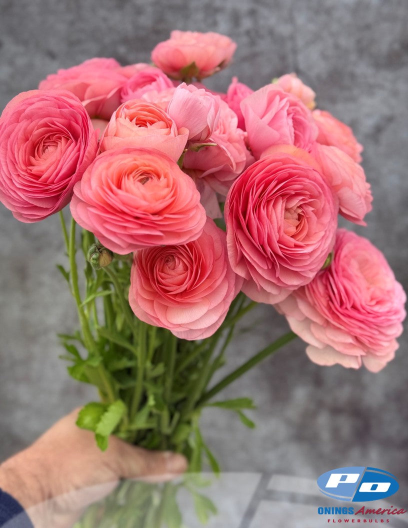 Ranunculus : Italian Elegance ranunculus mix (fall 2026 shipping)