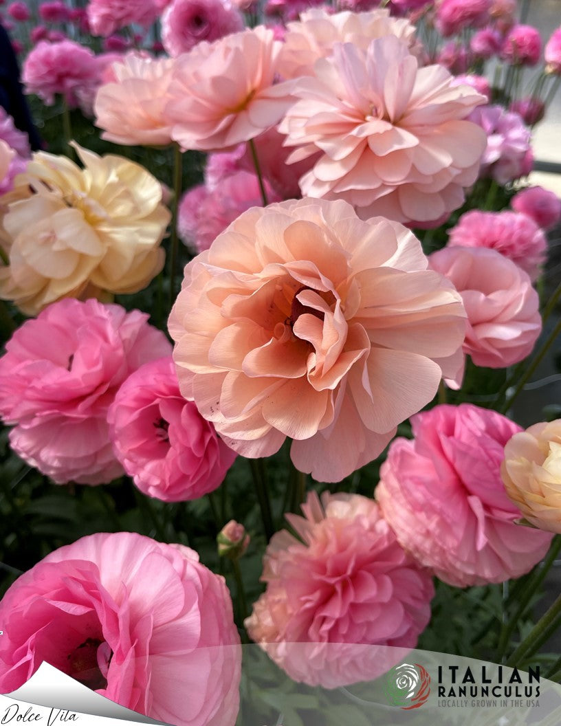 Italian Dolce Vita Ranunculus and Anemone mix