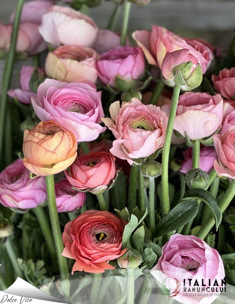 Italian Dolce Vita Ranunculus and Anemone mix