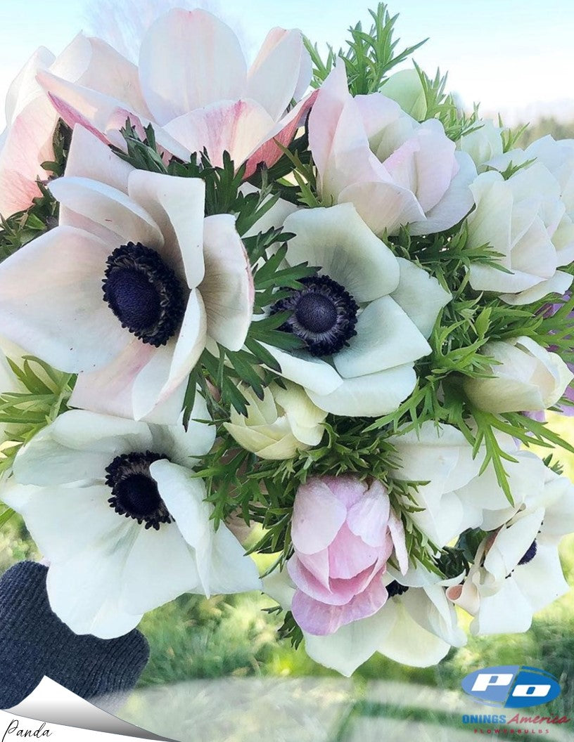 Italian Anemone pastel mix