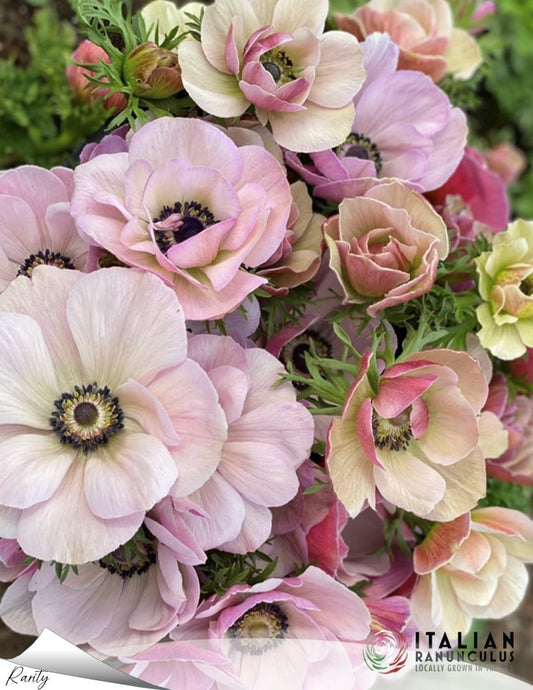 Italian Anemone pastel mix