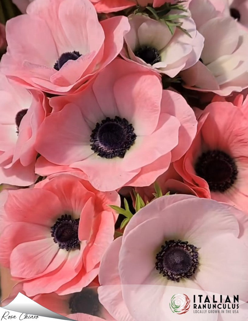 Italian Anemone pastel mix