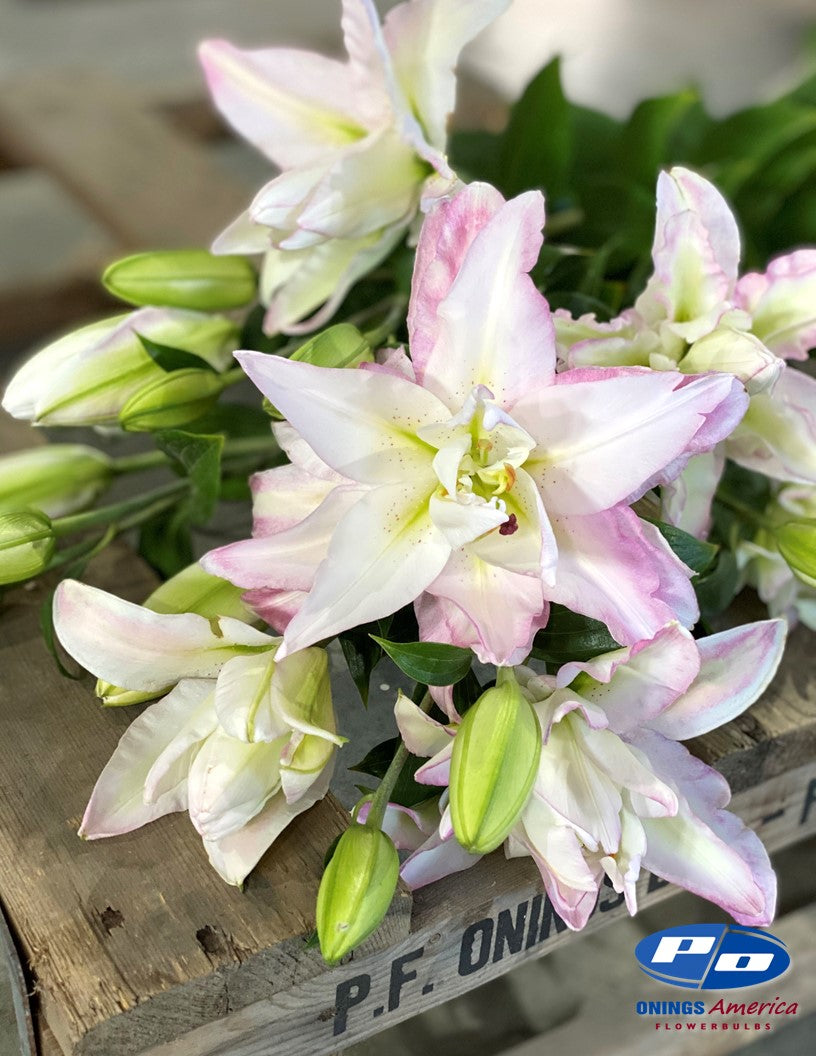 Lilies : Snowboard - pollen-less, double flowering Oriental lily