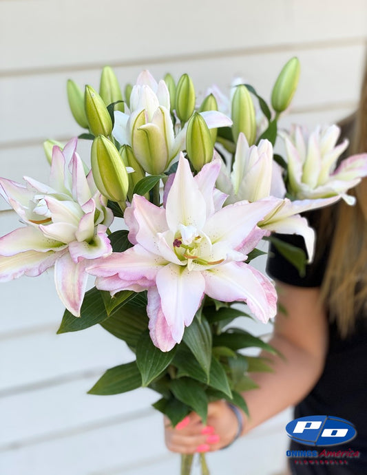 Lilies : Snowboard - pollen-less, double flowering Oriental lily