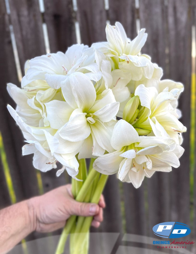 Sonatini 'Mini' Amaryllis