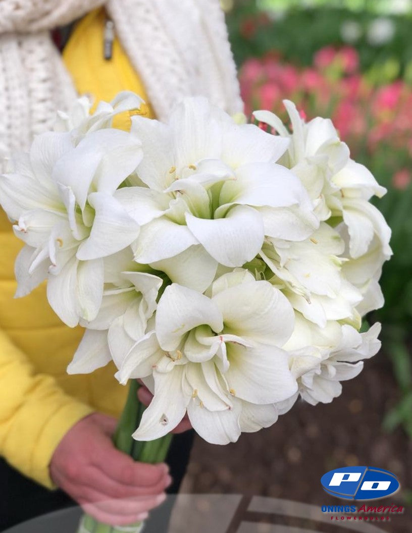 Sonatini 'Mini' Amaryllis