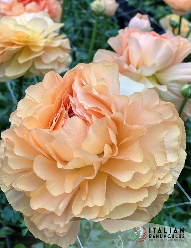 Ranunculus : Cloni Success Hanoi and Grand Pastel