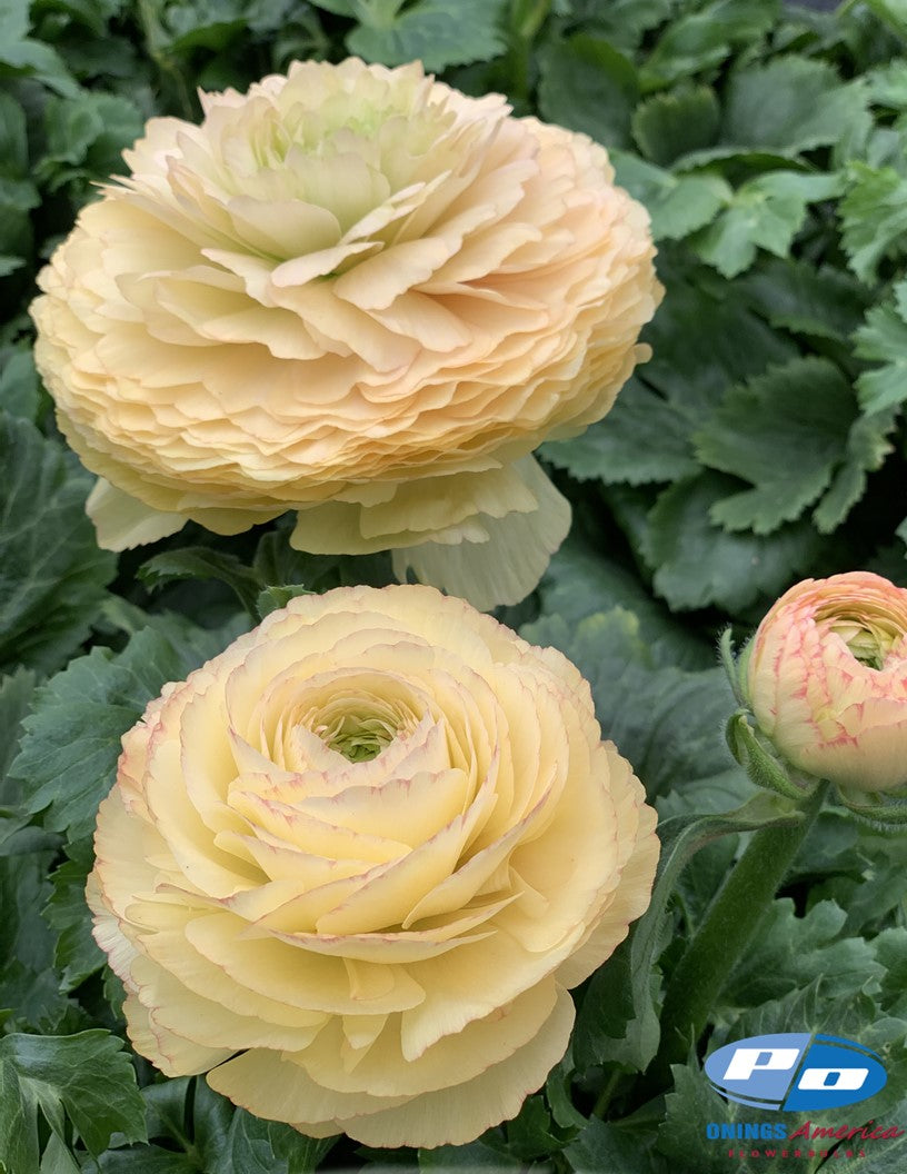 Ranunculus : Italian Ranunculus Cloni