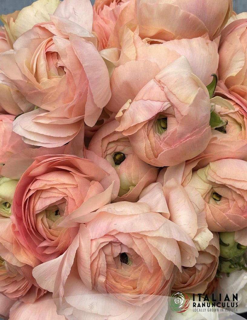 Ranunculus : Cloni Success Hanoi and Grand Pastel