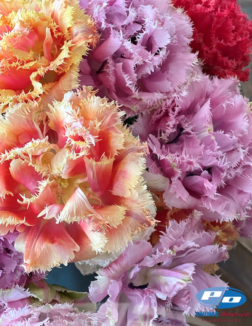 Tulip: Down Under Mix (ship week 43-2026) 48F pre-cooled