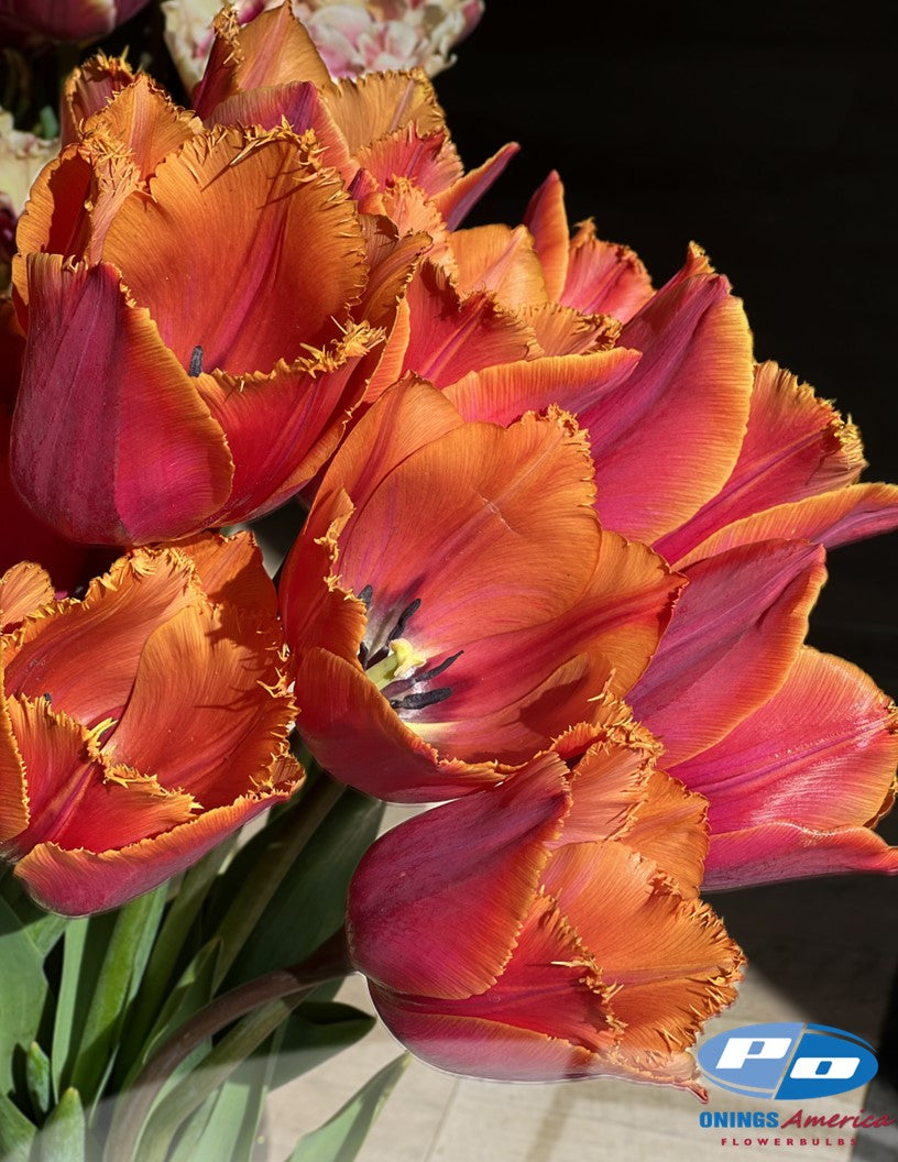 Tulip:  Louvre Orange (ship week 43)