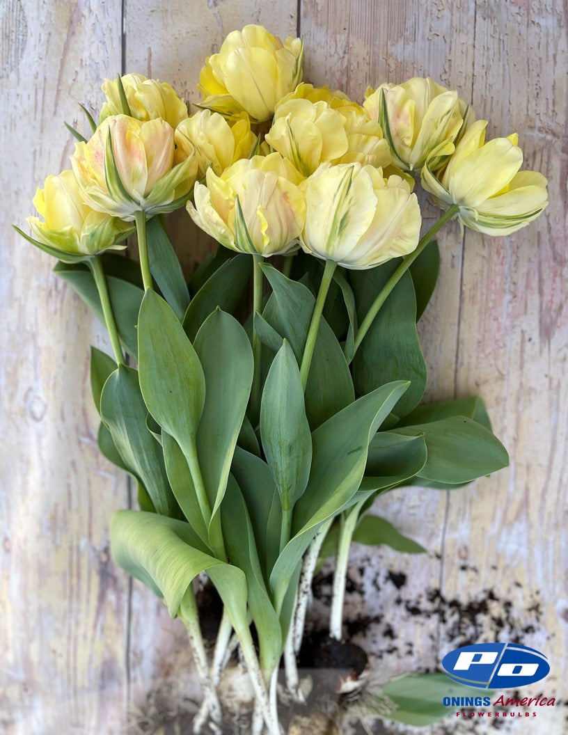 Tulip:  Akebono (ship week 51) 48F pre-cooled