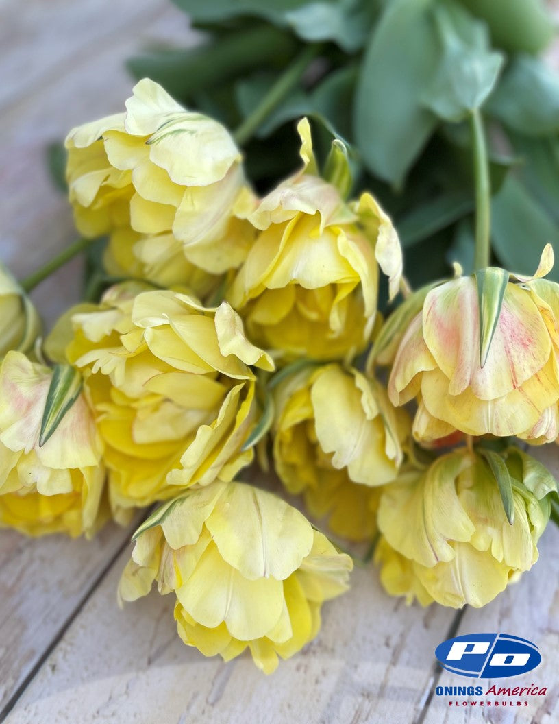 Tulips and more : Mix (ship week 51)