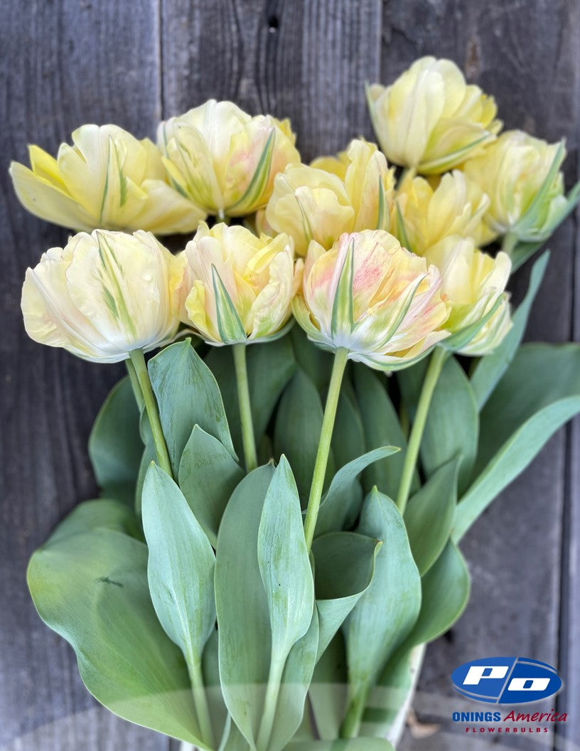 Tulip:  Akebono (ship week 51) 48F pre-cooled
