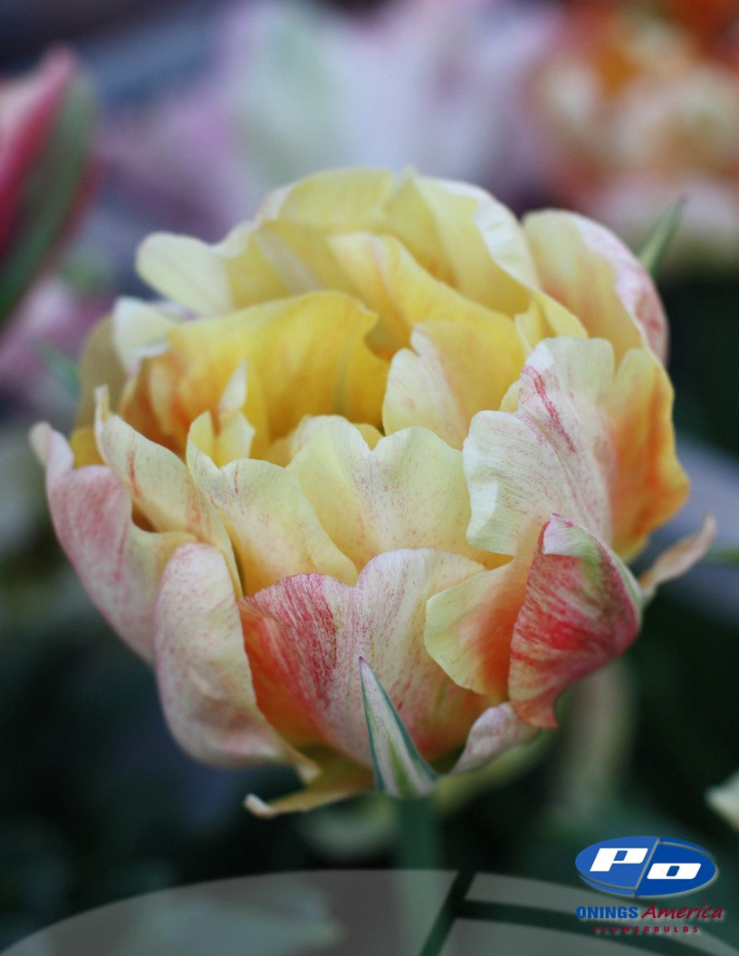 Tulip:  Akebono (ship week 51) 48F pre-cooled