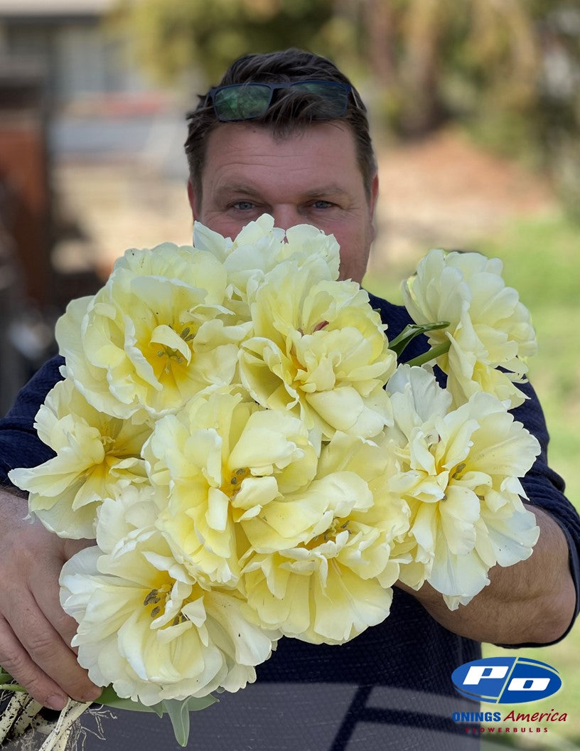 Tulips : Fancy Tulips Mix (ship week 51)