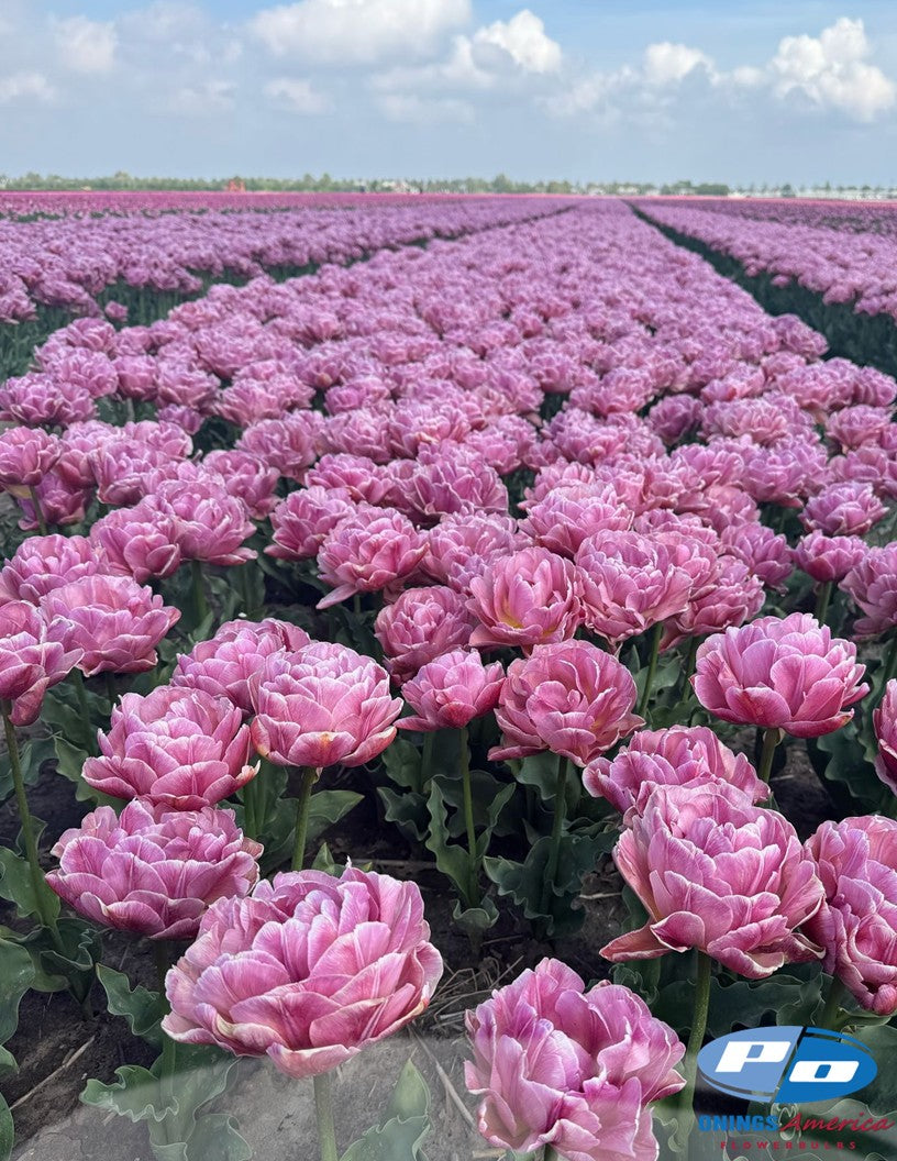 Tulips : Fancy Tulips Mix (ship week 51)