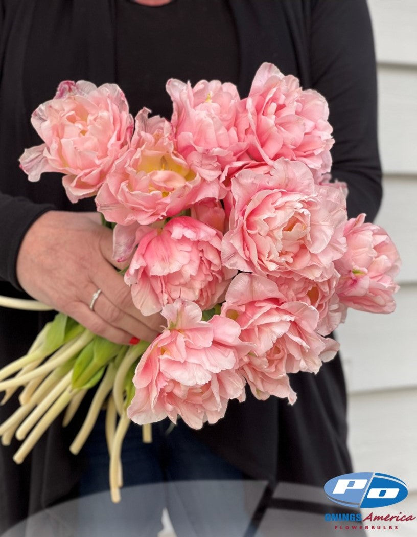 Fancy 5 Tulip Box Mix : 5x100 Tulip Mix (Mid October 2026 Shipping)