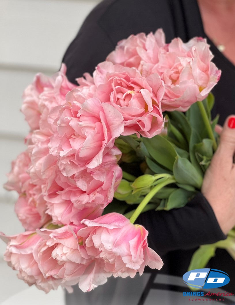 Tulips : Fancy Tulips Mix (ship week 51)