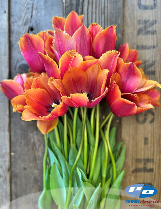 Tulip:  Louvre Orange (ship week 43)