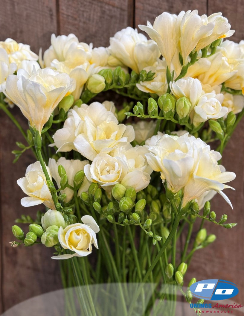 Fabulous Freesia (ship week 44)