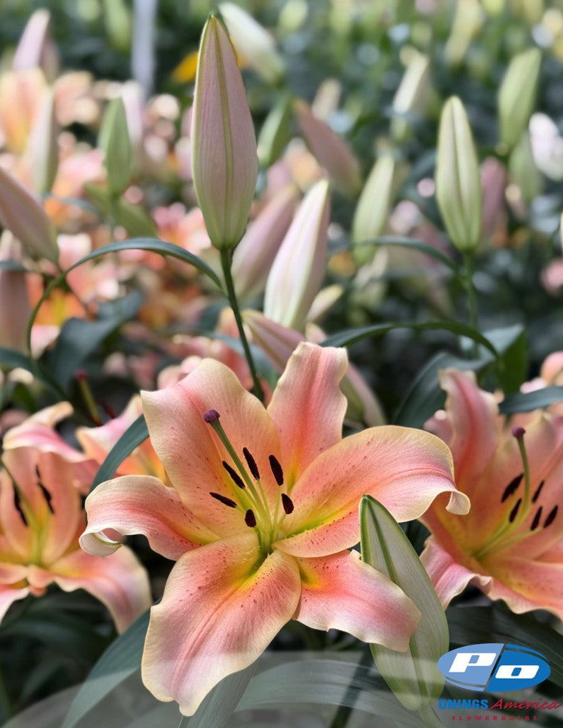 Lilies: Oriental and OxT Lily bulbs (ship week 21 2026)